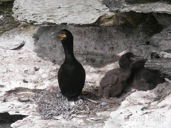 Shag at nest - A.jpg - Shag at nest - Orkney Islands